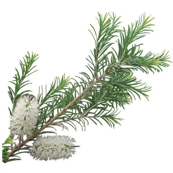 Primavera Kajeputfa (Melaleuca leucadendron var. Cajaputi) - extra 5ml